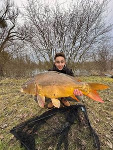 Mirror Carp