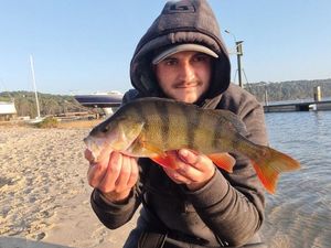European Perch