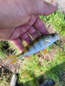 European Perch
