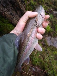 Rainbow Trout