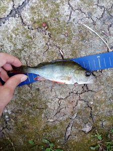 European Perch