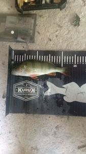 European Perch