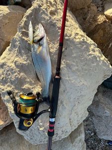 European Bass (Seabass)