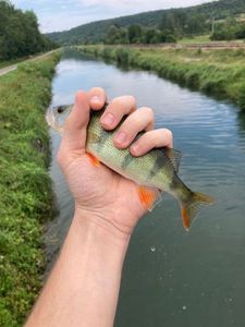 European Perch