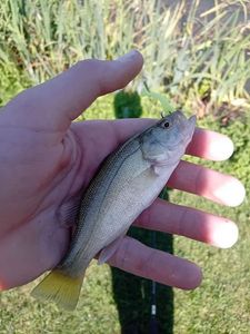 Largemouth Bass