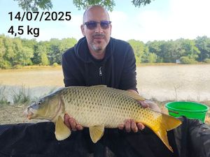 Common Carp