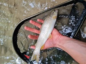 Brown Trout