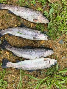 Rainbow Trout