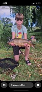 Common Carp
