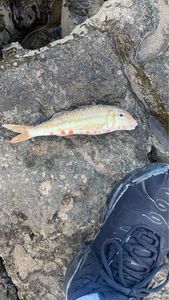 Surmullet