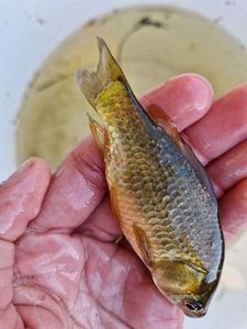 Crucian Carp