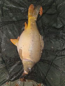 Mirror Carp