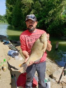 Common Bream