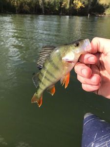 European Perch