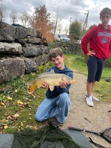 Common Carp