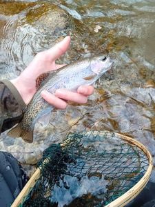 Rainbow Trout