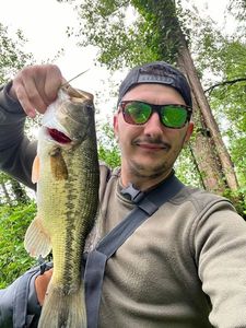 Largemouth Bass