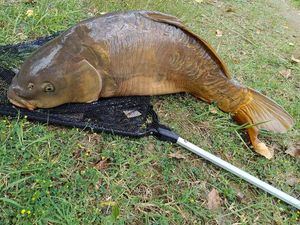 Leather Carp
