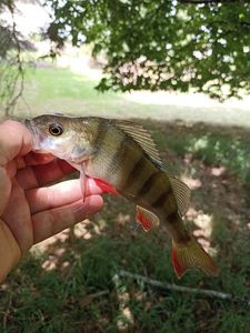 European Perch