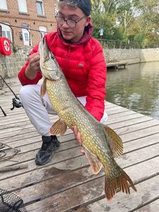 Northern Pike