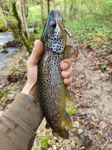 Brown Trout