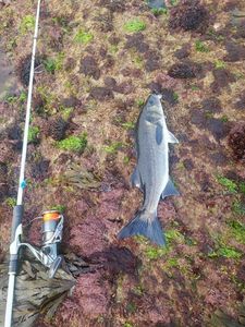 European Bass (Seabass)