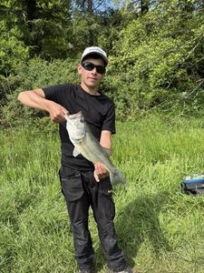 Smallmouth Bass