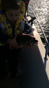 European Perch