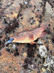 Ballan Wrasse