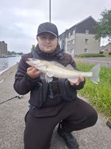 Zander