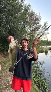 Largemouth Bass