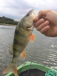 European Perch