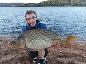 Common Carp