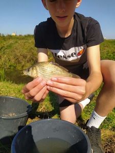 Common Carp