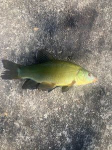 Tench