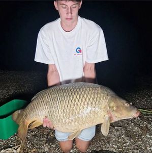 Common Carp