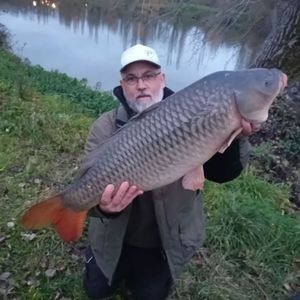 Common Carp