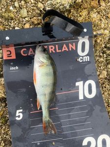 European Perch