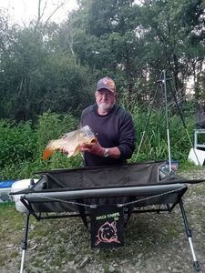 Common Carp