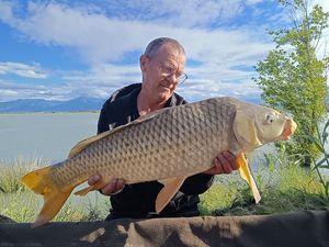Common Carp