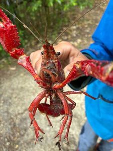 Noble Crayfish