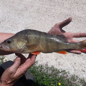 European Perch