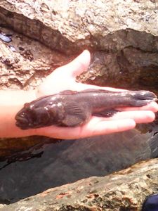 Giant Goby