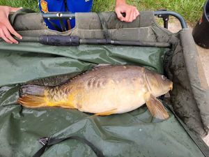 Mirror Carp