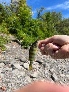 Yellow Perch