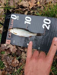 Roach