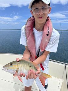 Redbanded Seabream