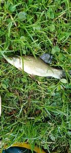 Tench