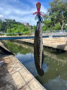 Snakehead