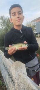 Largemouth Bass